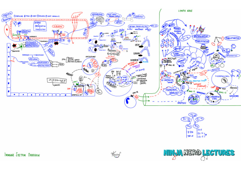 Immune System- Overview atf | PDF