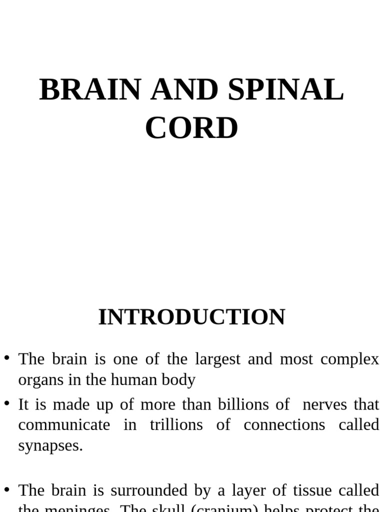 Brain and Spinal Cord | PDF | Spinal Cord | Cerebrum