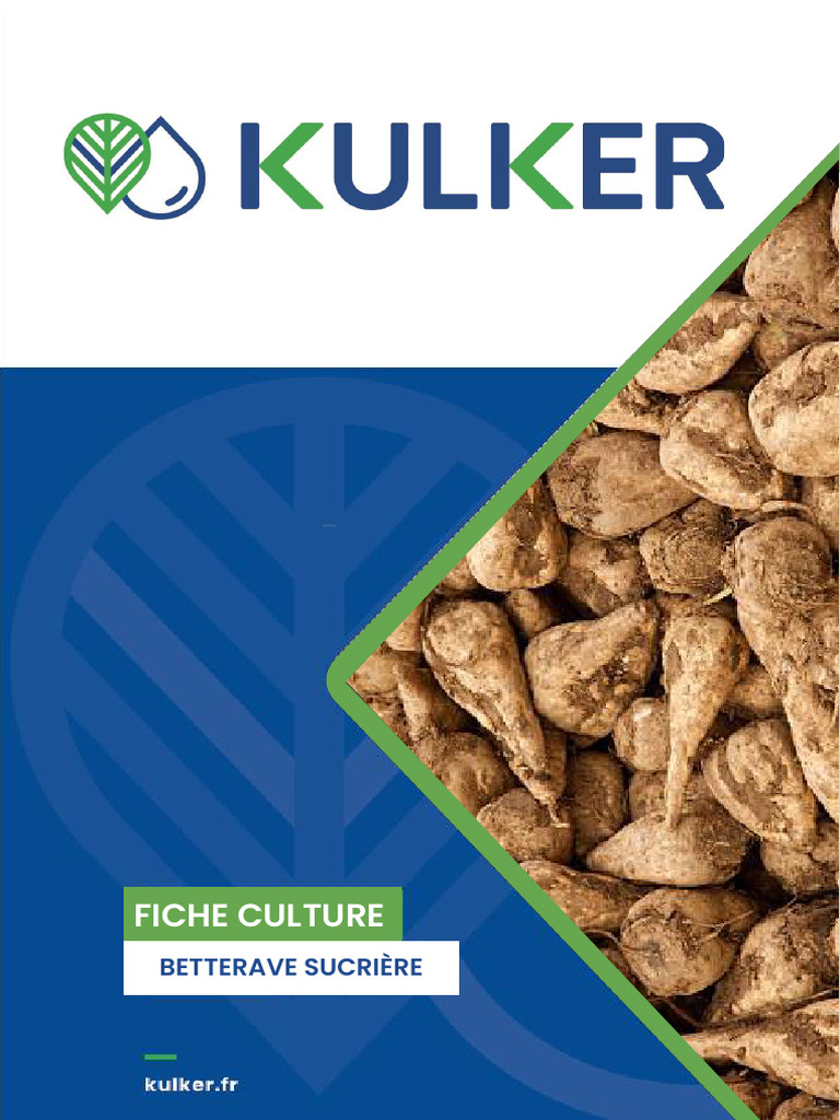 Irrigation et Culture de la Betterave | PDF | Fertilisant | Irrigation