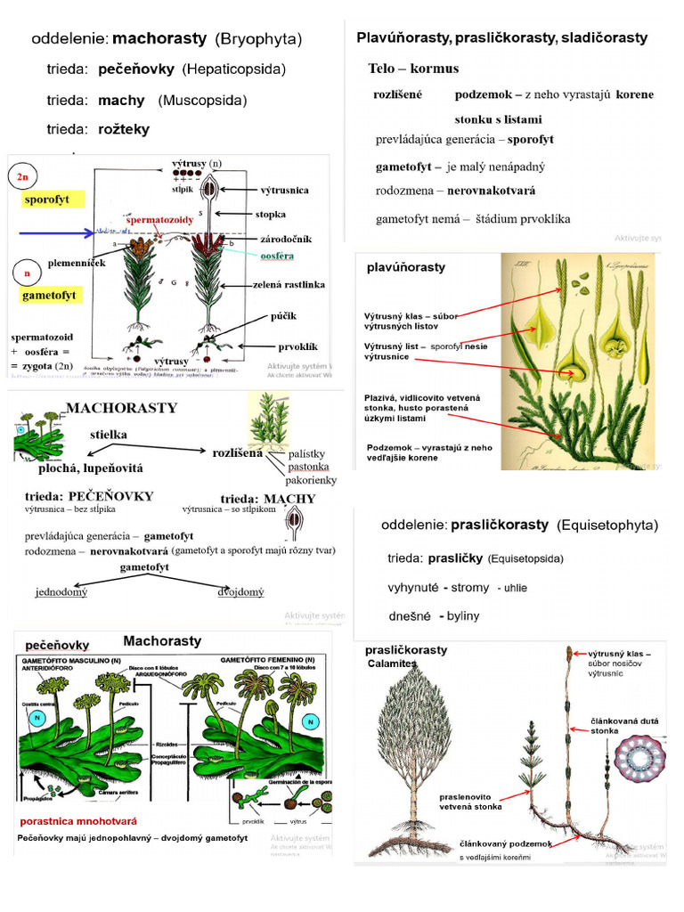 Rastliny 3 | PDF