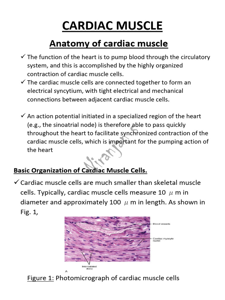 DOC-20241003-WA0001. | PDF | Cardiac Muscle | Muscle