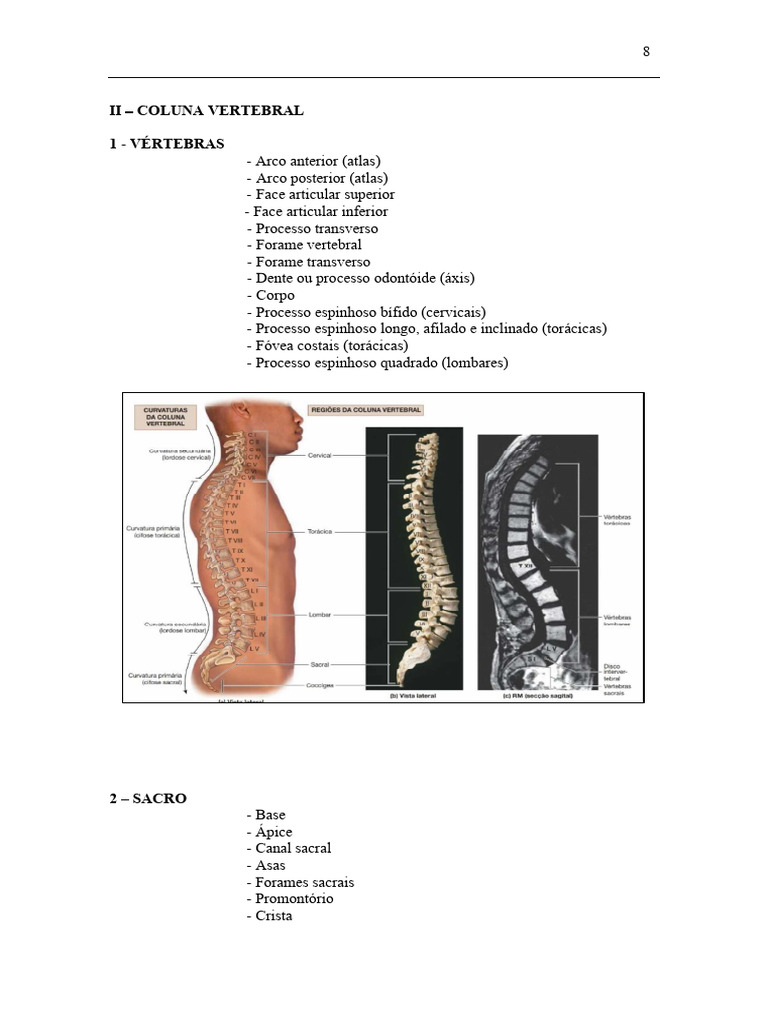 Anatomia da Coluna e Membros Superiores | PDF | Coluna vertebral ...