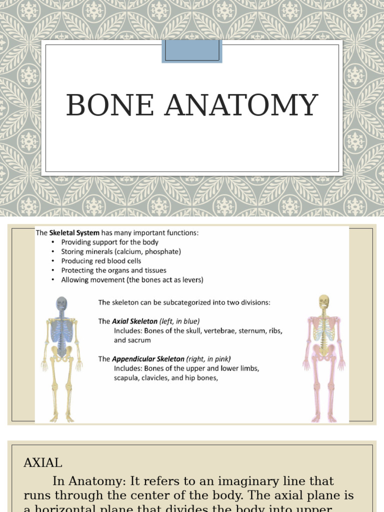 BONE-ANATOMY | PDF | Vertebral Column | Vertebra