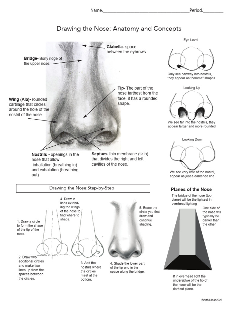 Anatomy and Drawing of the Nose | PDF | Human Nose | Anatomy