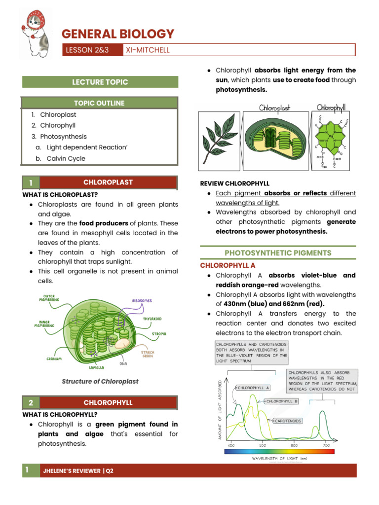 Chloroplasts and Photosynthesis Overview | PDF | Photosynthesis ...