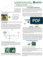 Engineering High Starch Corn Leaves - Poster