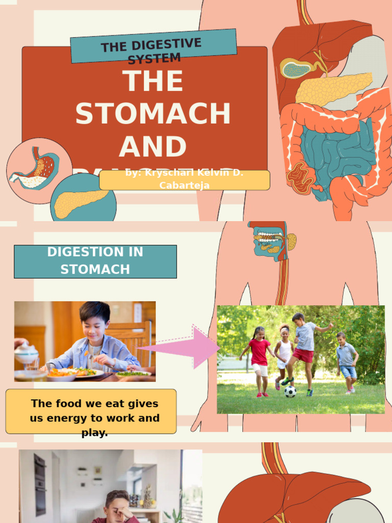 stomach and pancreas | PDF | Pancreas | Stomach
