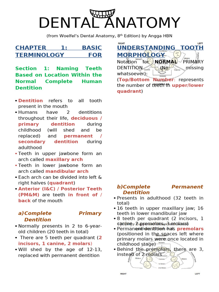 Dental Anatomy Notes | PDF | Dental Anatomy | Tooth