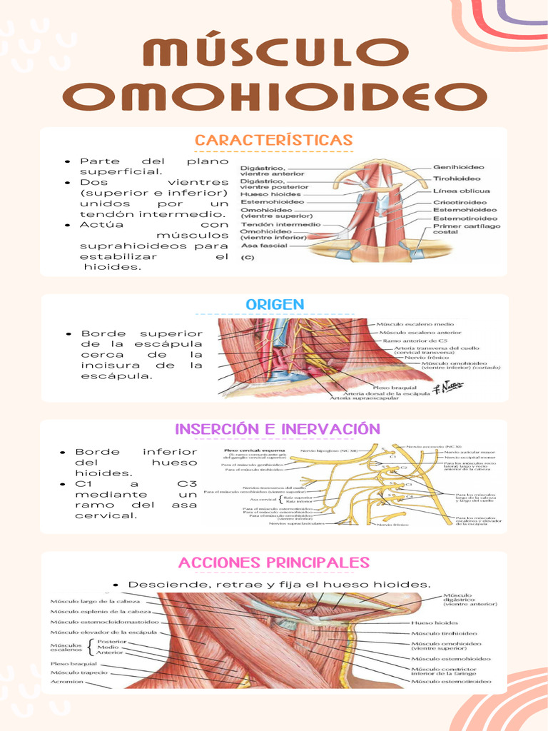 Infografía Músculo Omohioideo PDF