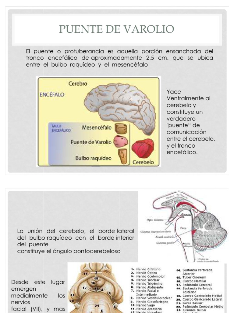 Puente de Varolio | PDF | Cerebelo | Órgano (anatomía)