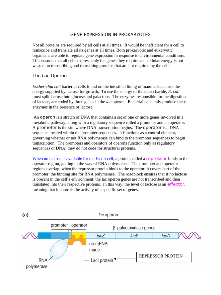 Gene Expression in Prokaryotes N6 | PDF | Operon | Repressor