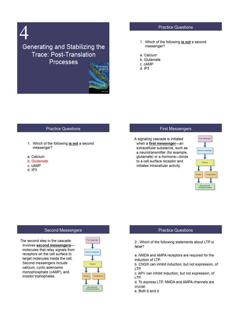 Stabilizing LTP: Mechanisms and Processes | PDF | Long Term ...