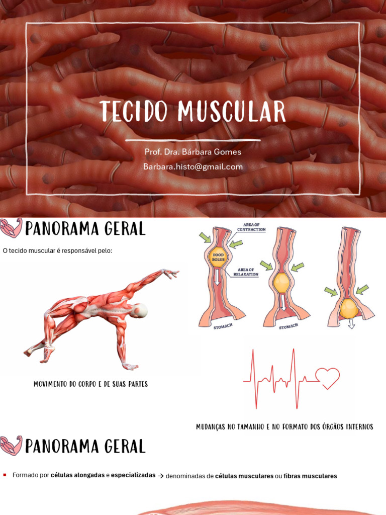 Estrutura e Função do Tecido Muscular | PDF | Músculo | Junção ...