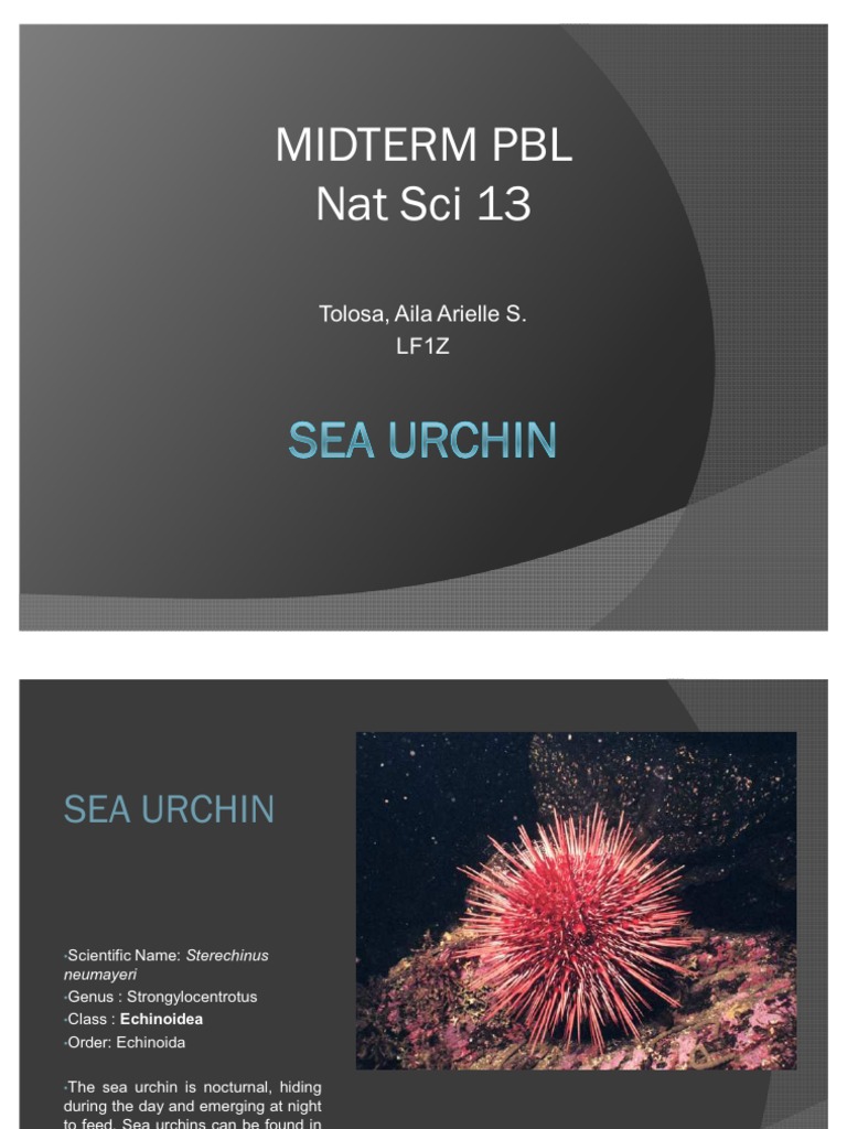 Sea Urchin | PDF | Science & Mathematics