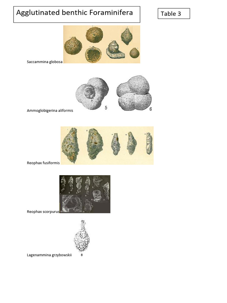 agglutinated - Copie | PDF