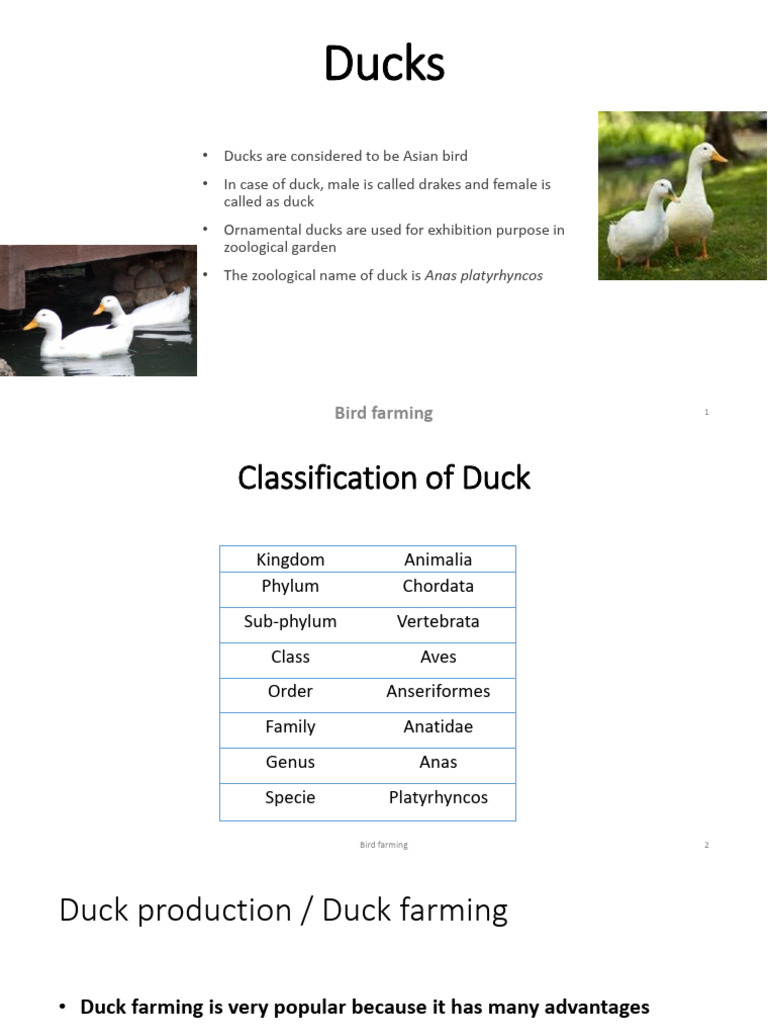 Duck Farming | PDF | Poultry | Birds