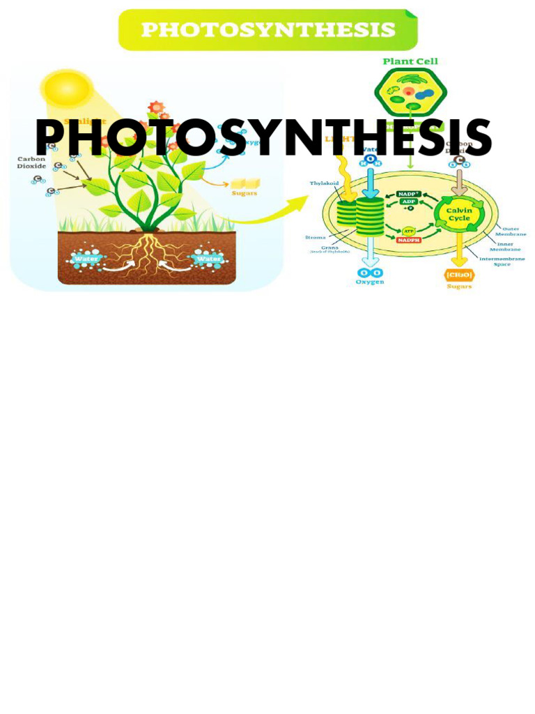 Light Reaction Photosynthesis | PDF | Photosynthesis | Chloroplast