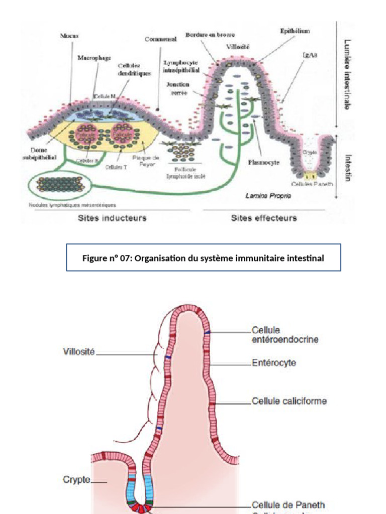 syst-me-immunitaire-intestinal-et-pith-lium-pdf