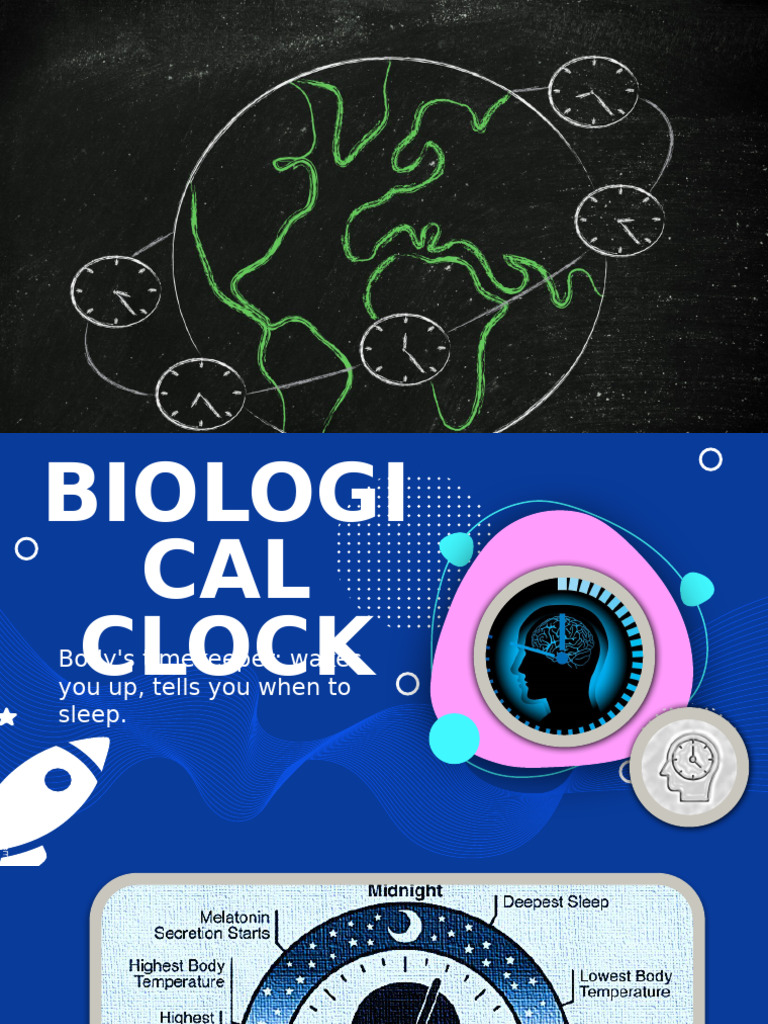 Biological Clock | PDF