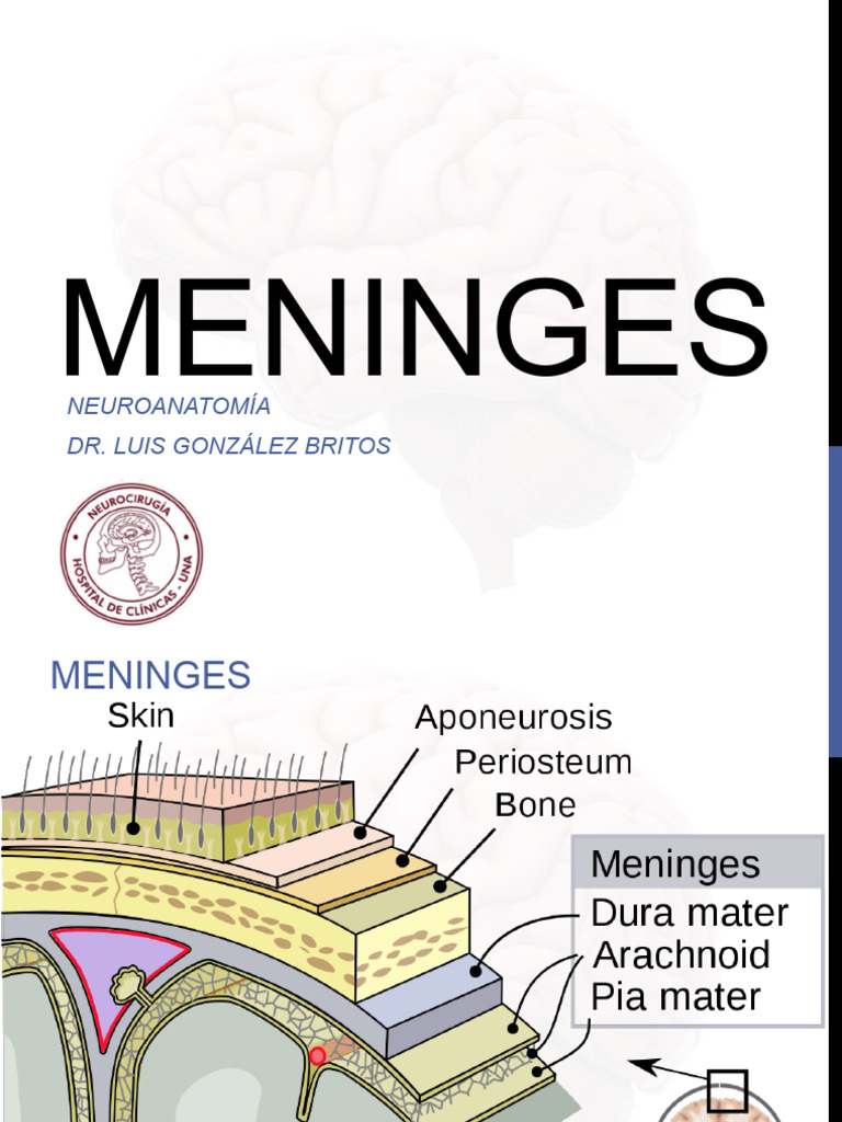 Anatomía de las Meninges Cerebrales | PDF | Cerebelo | Anatomía humana