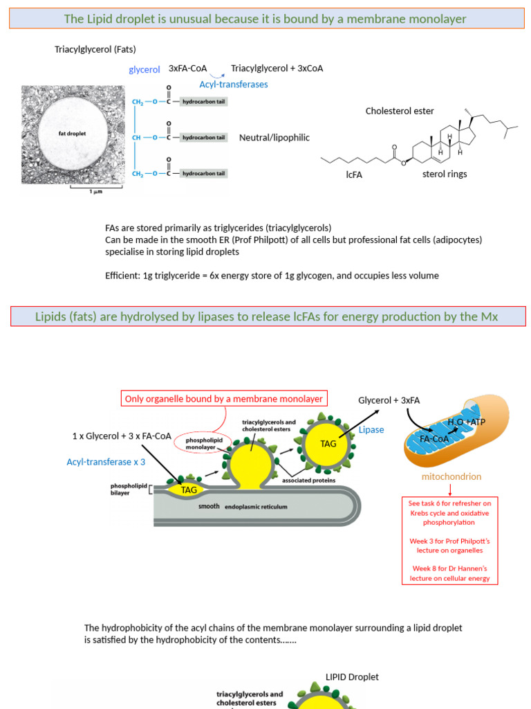 The Lipid Droplet | PDF | Lipid | Triglyceride
