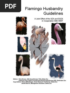 Aza Eaza Flamingo Husbandry Guidelines