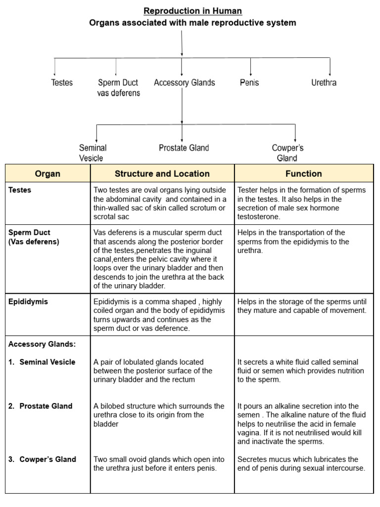 Human Reproductive System Overview | PDF | Human Reproduction | Uterus