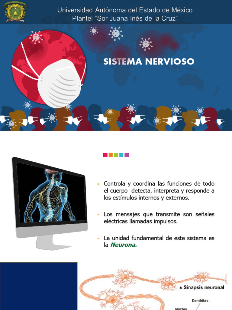 Funciones y Estructura del Sistema Nervioso | PDF | Neurona | Sistema ...