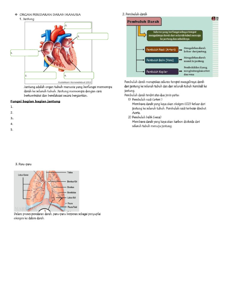 Fungsi Bagian-Bagian Jantung Manusia | PDF