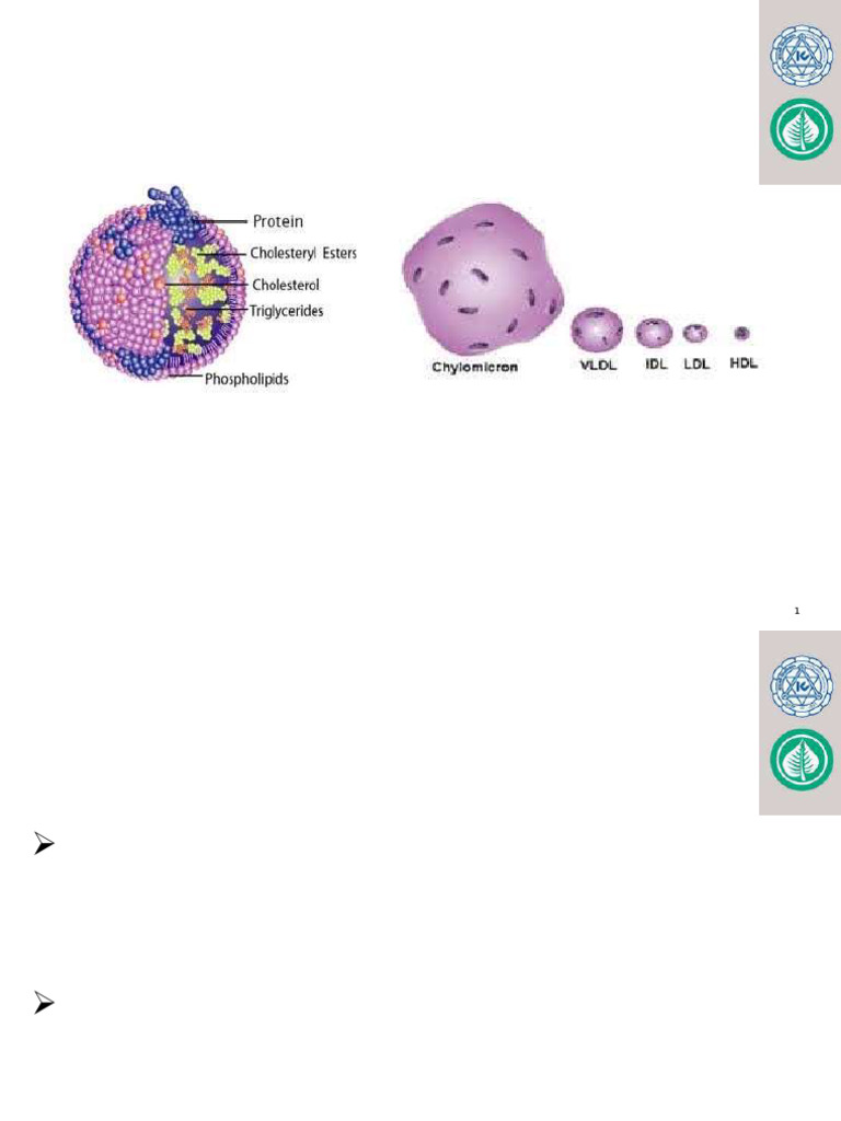 Overview of Lipoprotein Metabolism | PDF | Lipoprotein | Cholesterol