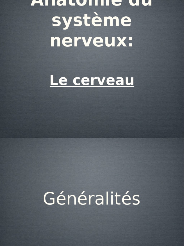 Théorie Du Cerveau Circonvolution – AVMX