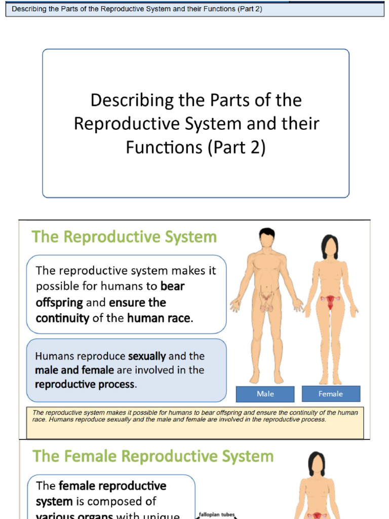Q3 L2 Describing The Parts of The Reproductive System and Their ...