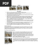Download Quail by Bawbagz SN81311224 doc pdf