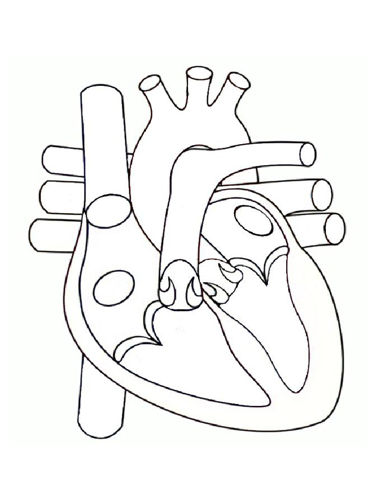 Heart not colored and not labeled | PDF