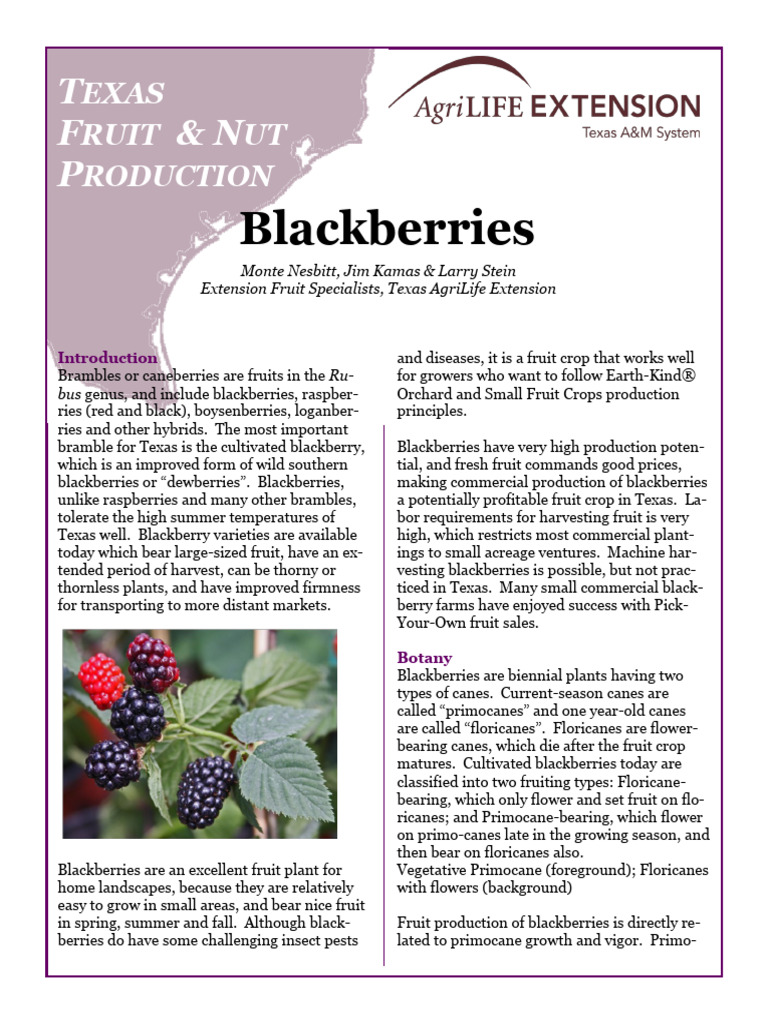 Texas Blackberry Production Guide | PDF | Blackberry | Berry