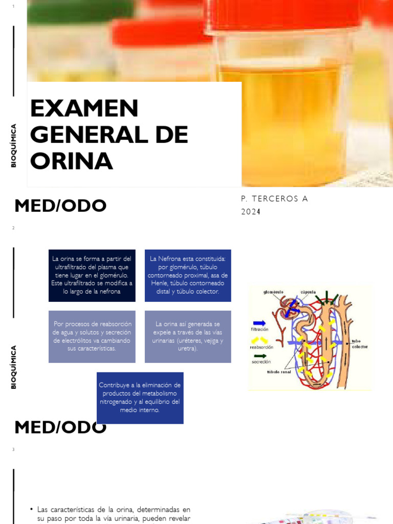 Análisis y valores del examen de orina | PDF | Orina | Especialidades ...