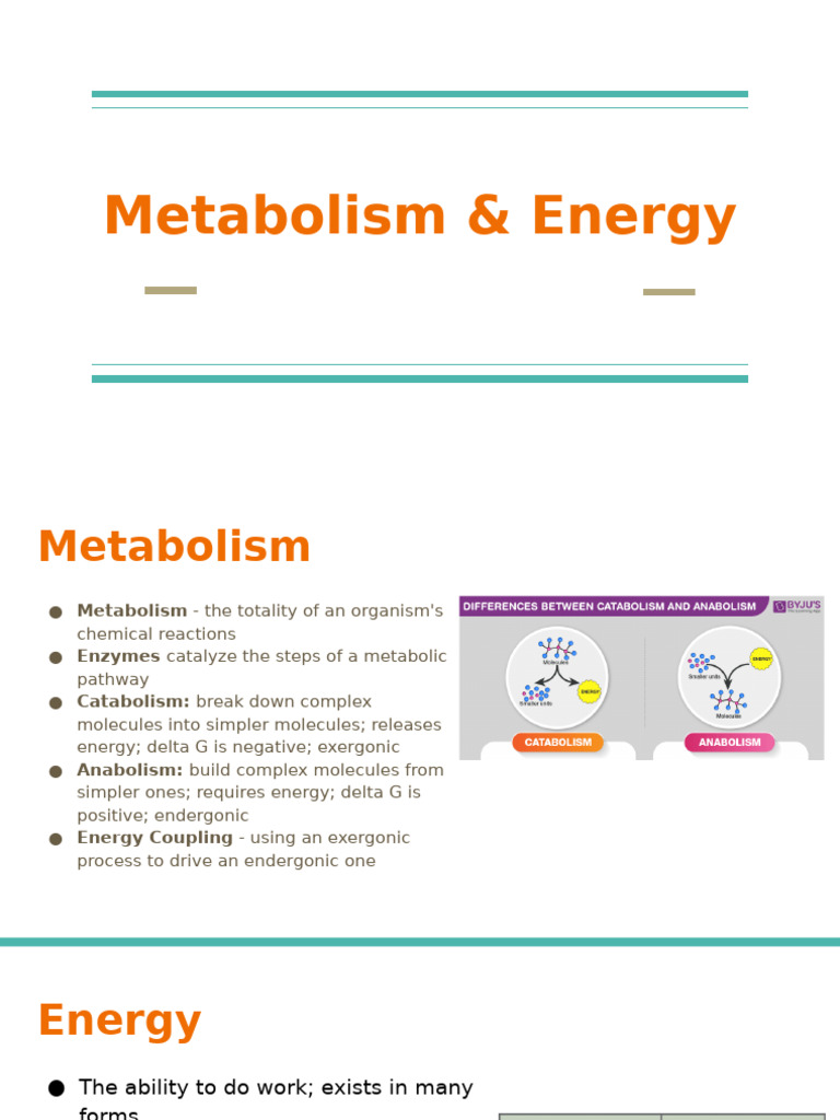 Metabolism, Energy, and Enzyme Function | PDF | Enzyme | Enzyme Inhibitor
