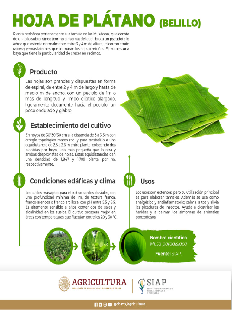 Hoja de Platano Web | PDF