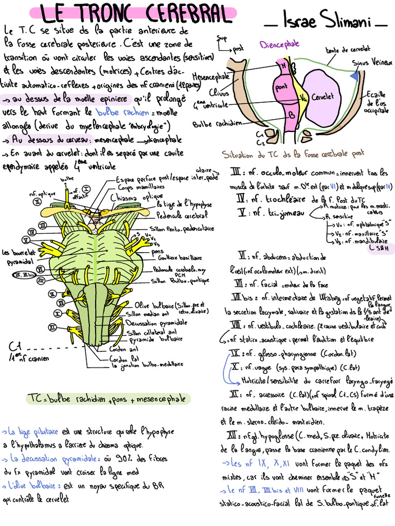 Le Tronc Cerebral | PDF
