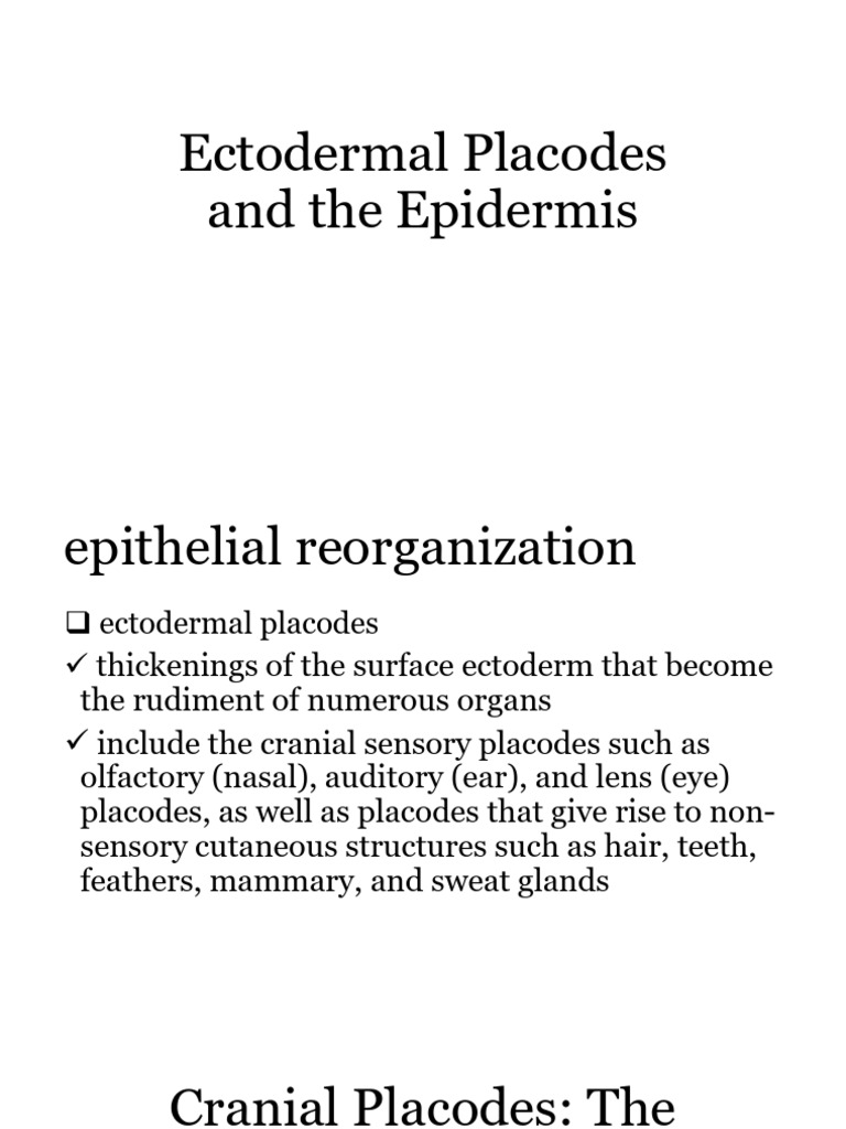 Ectodermal Placodes and Epidermis Development | PDF | Epidermis | Skin