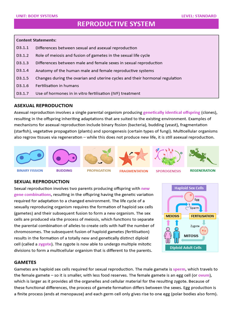 7.5 Reproductive System | PDF | Menstrual Cycle | Ovary