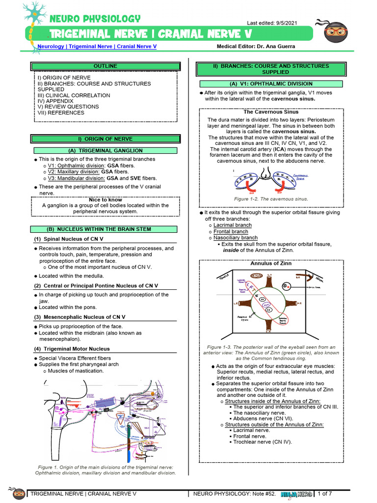 Trigeminal Nerve - Cranial Nerve V | PDF | Human Anatomy | Human Head ...
