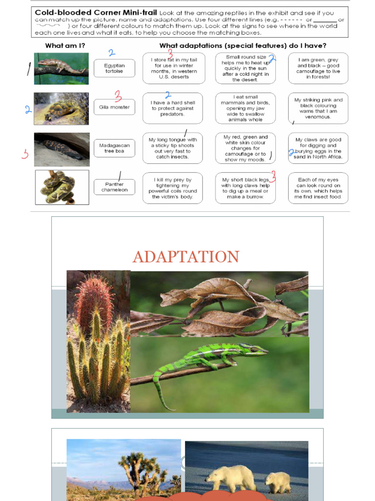 19509__-adaptation summary | PDF | Adaptation | Leaf