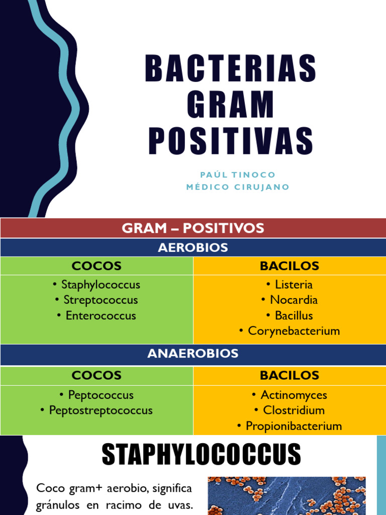 Bacterias Gram Positivas | PDF | Estreptococo | Las bacterias