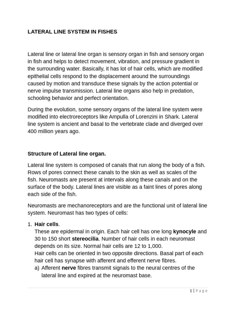 Lateral Line System in Fishes Explained | PDF | Neuroscience | Anatomy