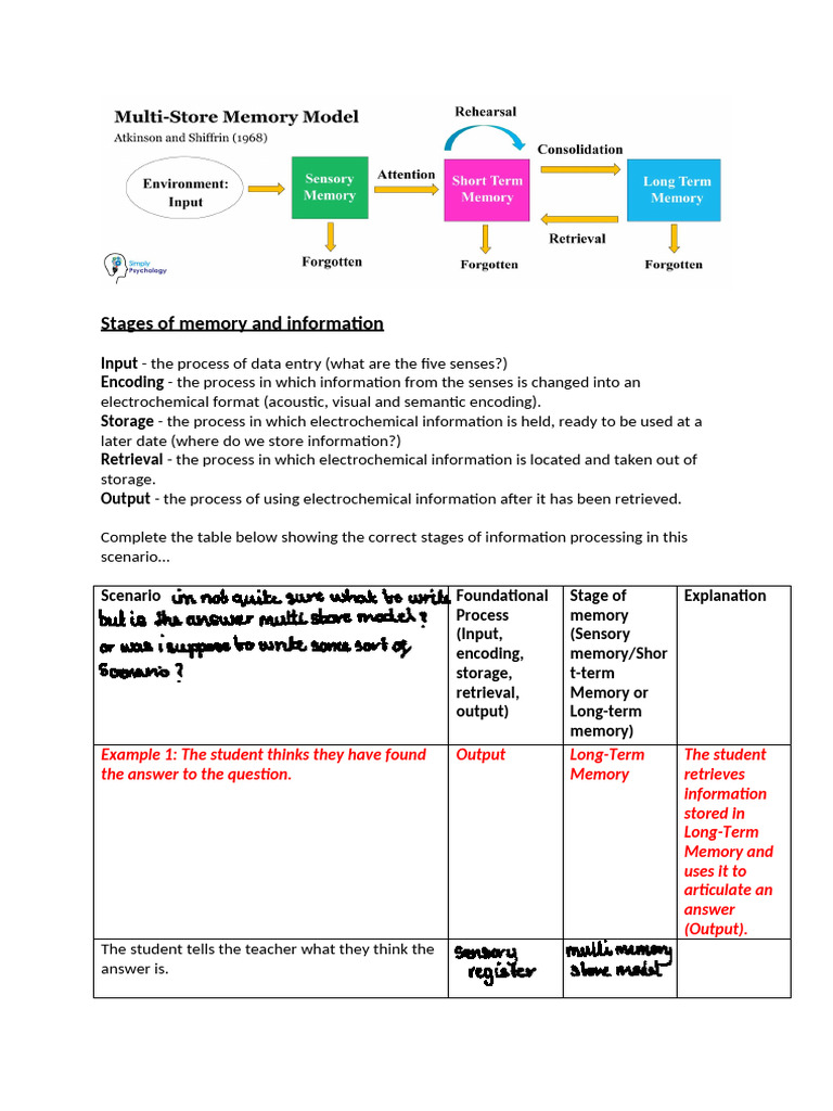 Memory Stages: Input to Output Explained | PDF | Memory | Recall (Memory)