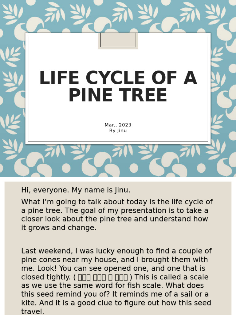 Pine Tree Life Cycle Explained | PDF