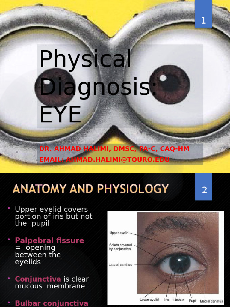5-+AH+Eye+PD+lec+2024 | PDF | Human Eye | Retina