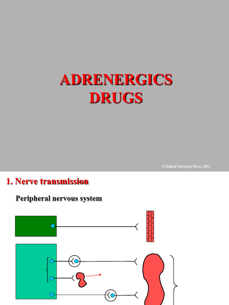 Adrenergic Drugs and Receptors Overview | PDF | Acetylcholine ...