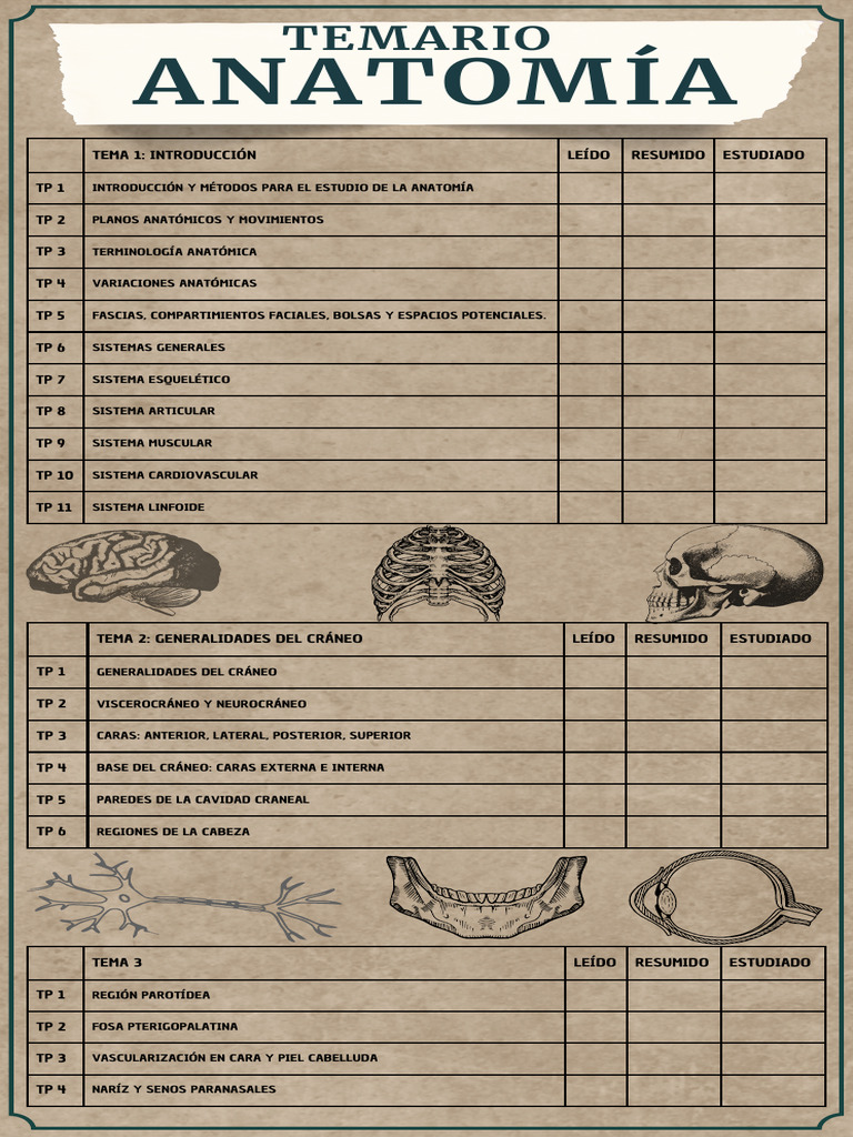 TEMARIO ANATOMÍA | PDF | Cráneo | Abdomen